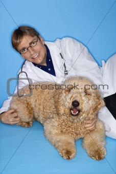 Caucasian male veterinarian with Goldendoodle dog.