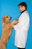 Caucasian male veterinarian with Goldendoodle dog.