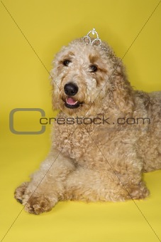 Goldendoodle dog wearing tiara.
