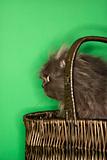 Gray Persian cat sitting in basket.