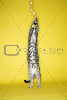 Gray striped cat  standing attacking toy.