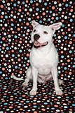 White dog against polka dot background.