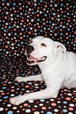 White dog against polka dot background.