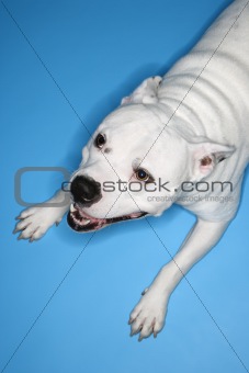 White dog on blue background.
