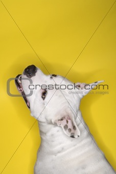 White dog against yellow background.