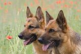 Two Germany shepherds