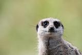 single meerkat looking out