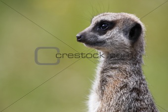single meerkat looking out