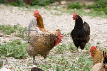 hens and cock