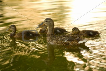 Wild duck with ducklings