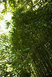 Low angle view of bamboo in Maui, Hawaii.