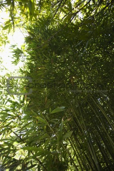 Low angle view of bamboo in Maui, Hawaii.