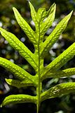 Close-up of Liriope Fern leaf in Maui, Hawaii.