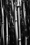 Close-up of bamboo stalks in Maui, Hawaii.