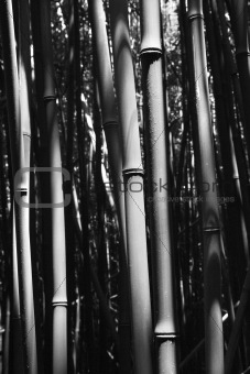 Close-up of bamboo stalks in Maui, Hawaii.