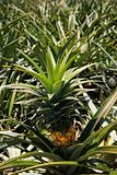 Pineapple sprouting from plant in Maui, Hawaii.