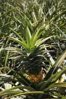 Pineapple sprouting from plant in Maui, Hawaii.