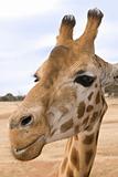 giraffe up close