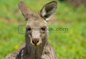 kangaroo up close