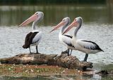 pelican watchers