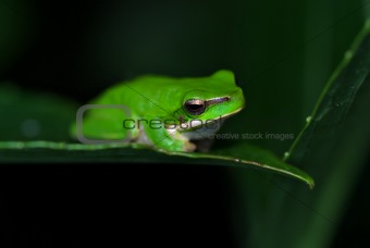 frog just sitting on a leaf