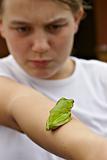 green tree frog on girls arm