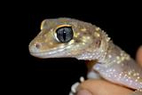 gecko up close