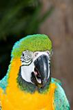 macaw headshot