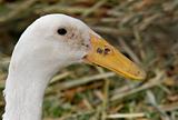 white duck up close