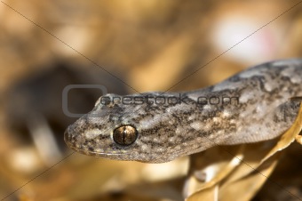 marbled gecko