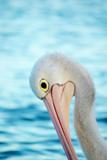 elegant pelican