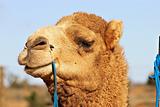 close up of camel
