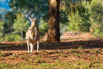 kangaroo enjoying morning sun