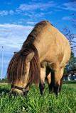 mini horse eating grass