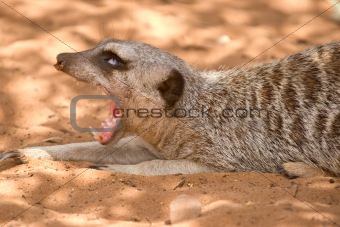 meerkat yawning wide open mouth and eyes rolled back