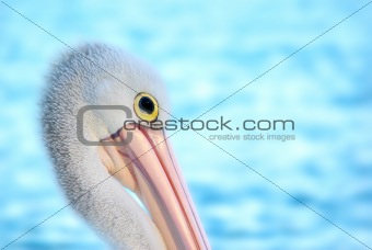 elegant pelican