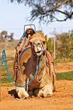 camel sitting with saddle