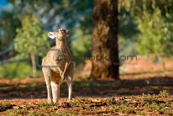 kangaroo head back