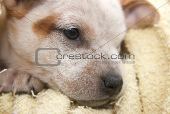 cute fox terrier