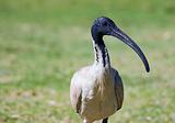 australian ibis