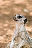 a meerkat sitting down