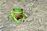 green tree frog on ground