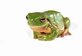 green tree frog on white background