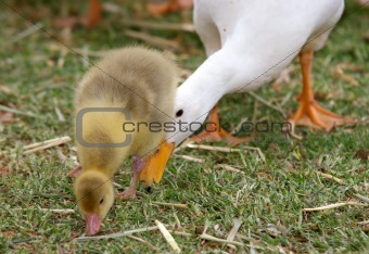 pushy mother duck