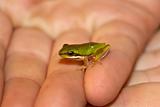 litoria fallax