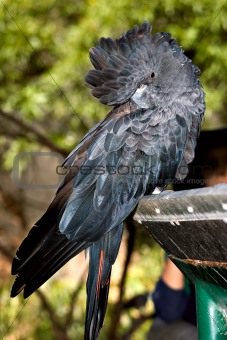 glossy black cockatoo at adelaide zoo
