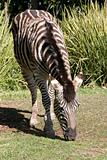 zebra eating grass at adelaide zoo