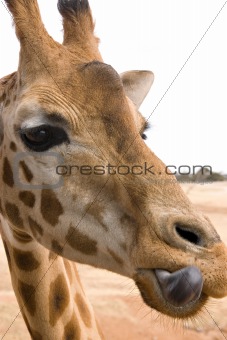 giraffe licking lips