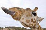 giraffe up close with tongue