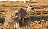 mother kangaroo and joey